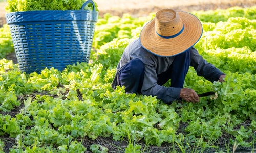 5 dangerous soil bacteria that can infect humans