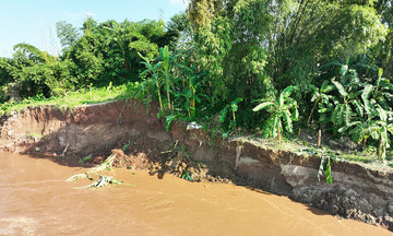 Erosion consumes two hectares of riverbank in Phu Tho
