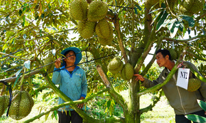 Vietnam earns $1.2 billion from durian exports