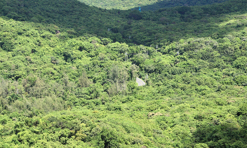 Con Dao explores carbon credit potential from forests and sea
