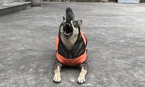 Rabies symptoms to watch for after an animal bite