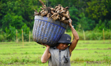 Cassava farmers face losses as prices plummet