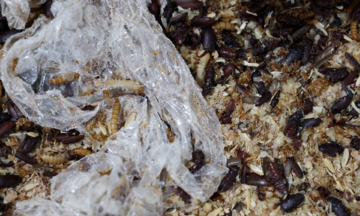 Serbian scientists train worms to devour plastic
