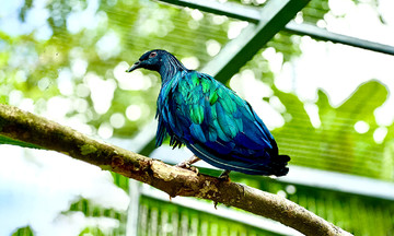Con Dao resident hands over five rare Nicobar pigeons