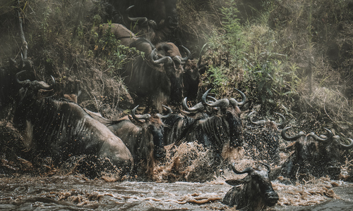 Vietnamese tourist witnesses Africa's 'great migration'