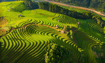 Expected 2025 rice harvest schedule