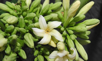 Liver enzymes increased 1,000-fold after male papaya flower and honey consumption