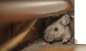 Scents that repel mice