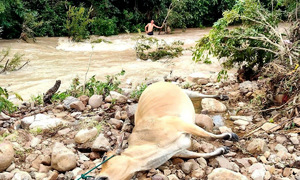 Dozens of cattle swept away by floods in Gia Lai