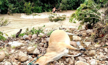 Dozens of cattle swept away by floods in Gia Lai
