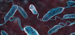 Ministry of Health warns of cholera risk in Vietnam
