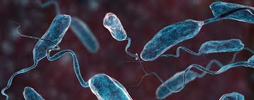 Ministry of Health warns of cholera risk in Vietnam
