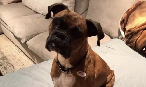 US woman faces charges for registering dog to vote