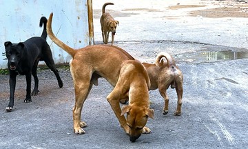 Dog bites customers in restaurant after food dispute