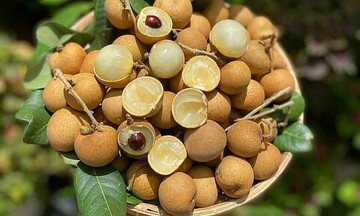 Cabbage lychee prices plummet