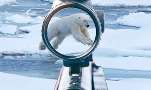 Controversy erupts over $43,000 polar bear hunts
