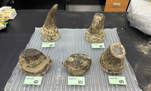 Thai authorities arrest Vietnamese man for alleged rhino horn smuggling
