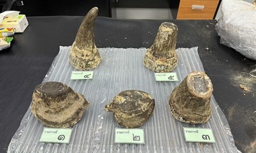 Thai authorities arrest Vietnamese man for alleged rhino horn smuggling