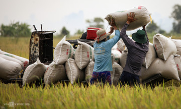 Vietnamese rice trade stalls as the Philippines suspends imports