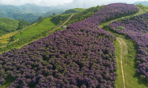 Thousands of purple Tibouchina trees bloom in Son La