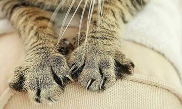 Traditional remedy worsens cat bite, nearly kills boy