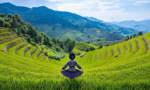 Early glimpses of Mu Cang Chai's ripening rice terraces