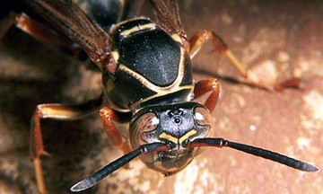 Man dies after bee attack