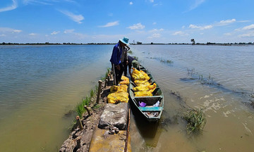 Over 56,000 hectares of crops in the Mekong Delta threatened by floods