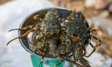 Vietnam's shrimp exports to China surge