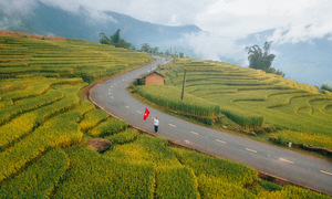 Chasing the early rice harvest in northwest Vietnam