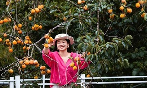 4 Da Lat cafes for early persimmon season
