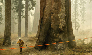 Wildfire threatens 3,000-year-old giant sequoias in California