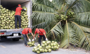 Vietnam's coconut imports surge twentyfold