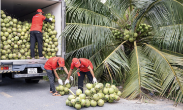 Vietnam's coconut imports surge twentyfold