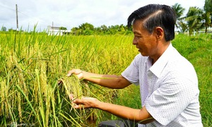 Organic rice farming model yields high-value rice in Ca Mau