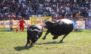17,000 tickets issued for Do Son buffalo fighting festival