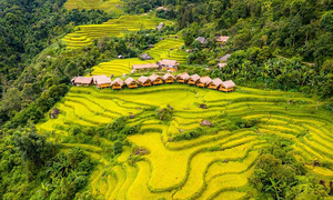 5 homestays for experiencing Hoang Su Phi's golden rice season