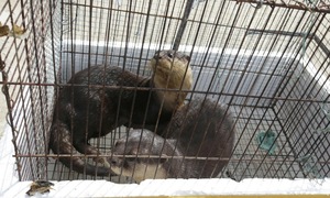 Residents hand over two rare otters