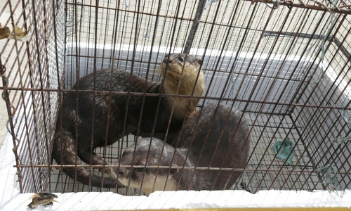 Residents hand over two rare otters