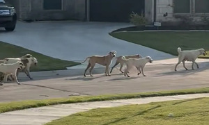 Pack of 40 stray dogs worries Texas town
