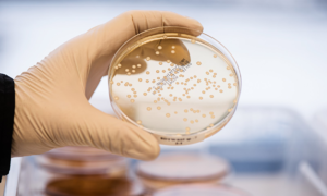 Sweden's BioGaia Protectis: A Multifaceted Probiotic