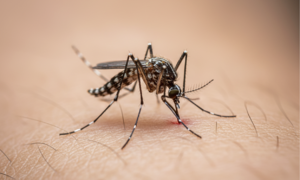 Identifying dengue fever mosquitoes