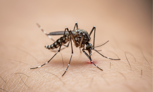 Identifying dengue fever mosquitoes