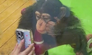 Shanghai zoo bans visitors from showing phones to phone-addicted chimpanzee