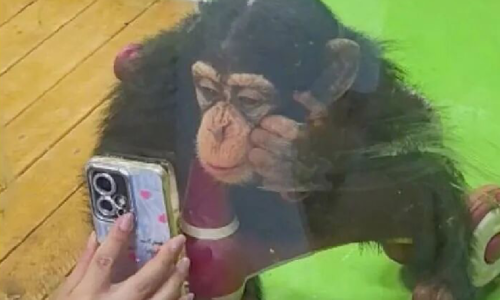 Shanghai zoo bans visitors from showing phones to phone-addicted chimpanzee