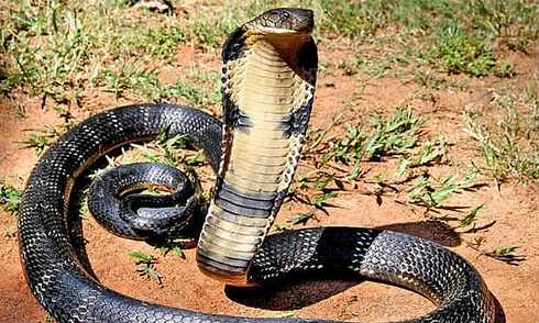 10 vials of antivenom administered to woman bitten by king cobra