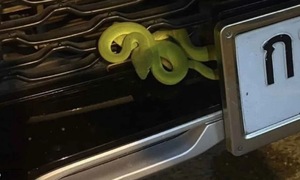 Green viper sparks lottery frenzy in Thailand