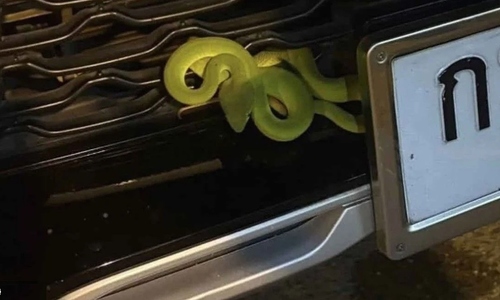 Green viper sparks lottery frenzy in Thailand