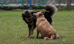 Dogs and cats are the primary source of rabies in Vietnam