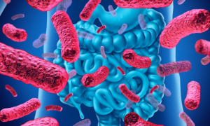 Antibiotic-resistant probiotic strain discovered